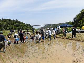 田植えの様子